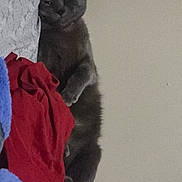 Shadow joined the competition — help win amazing prizes! cat, gray_cat, bed, blanket, red_blanket, blue_blanket, feline, pet, indoor, relaxed, cozy, resting, fur, animal, cute, sleepy, comfort, home, soft, nap