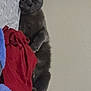 cat, gray_cat, bed, blanket, red_blanket, blue_blanket, feline, pet, indoor, relaxed, cozy, resting, fur, animal, cute, sleepy, comfort, home, soft, nap