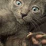 kitten, gray_fur, blue_eyes, close_up, paw, whiskers, pet, animal, cute, feline, lying_down, fur, indoor, soft_texture, young_animal, curious, portrait, mammal, domestic_animal, closeup