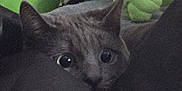 Shadow is registered to the contest to win money with this photo: cat, peeking, wide_eyes, plush_toy, green, orange, red, gray, fabric, indoor, soft_toy, stuffed_animal, animal, cute, pet, cozy, curious, hidden, close_up, background