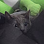 cat, peeking, wide_eyes, plush_toy, green, orange, red, gray, fabric, indoor, soft_toy, stuffed_animal, animal, cute, pet, cozy, curious, hidden, close_up, background