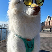Bentley joined the competition — help win amazing prizes! animal, blue_sky, boardwalk, canine, cityscape, confident, daytime, dog, fashion, fluffy, harness, outdoor, pet, portrait, summer, sunglasses, sunny, urban, white_dog, yellow_lenses