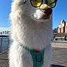 animal, blue_sky, boardwalk, canine, cityscape, confident, daytime, dog, fashion, fluffy, harness, outdoor, pet, portrait, summer, sunglasses, sunny, urban, white_dog, yellow_lenses