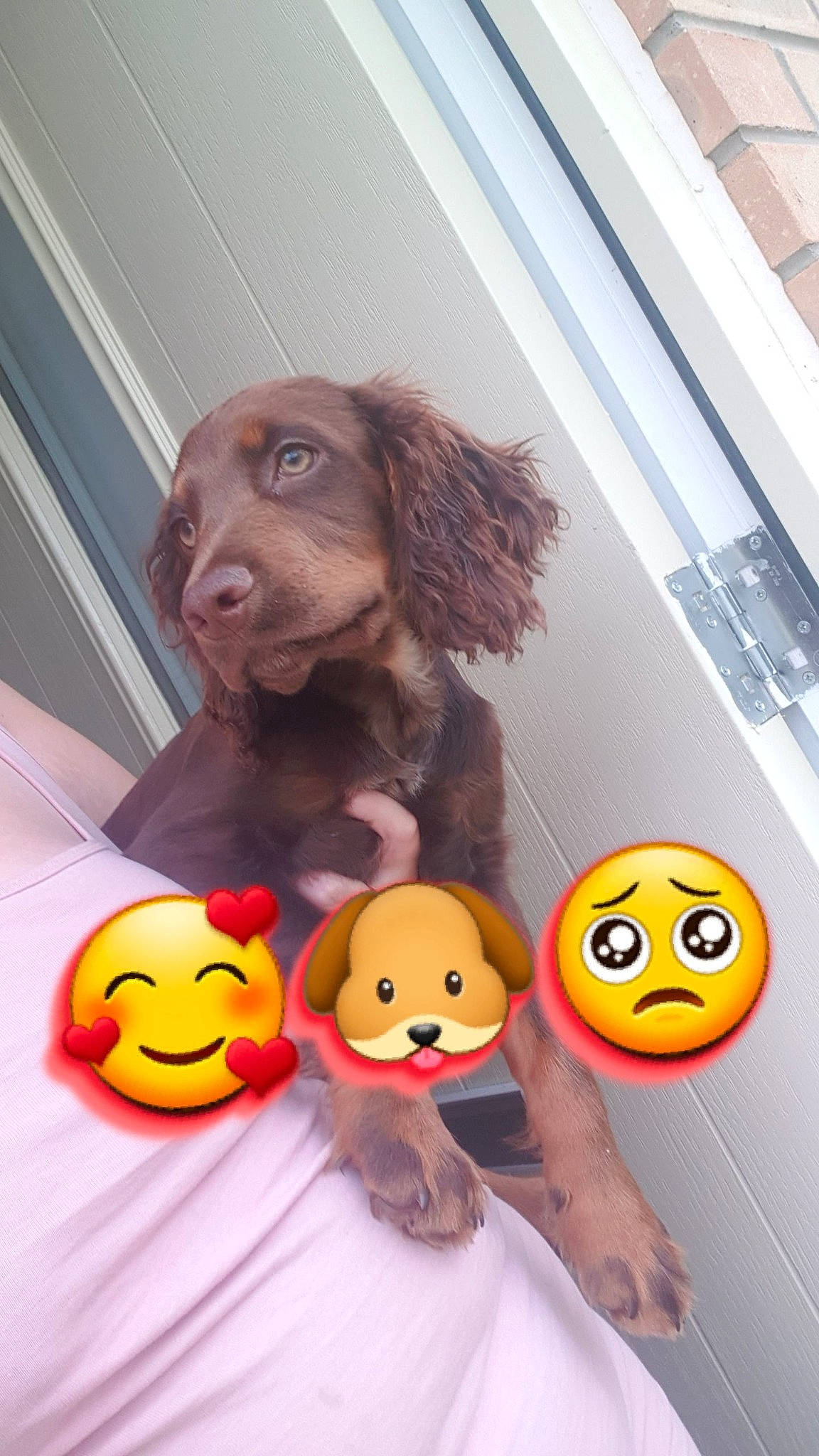 Jaxs joined the competition — help win amazing prizes! art, calabaza, companion_dog, cucurbita, facial_expression, gourd, happy, jack_o_lantern, liver, mouth, natural_foods, orange, pumpkin, snout, squash, stuffed_toy, toy, trick_or_treat, vegetable, winter_squash