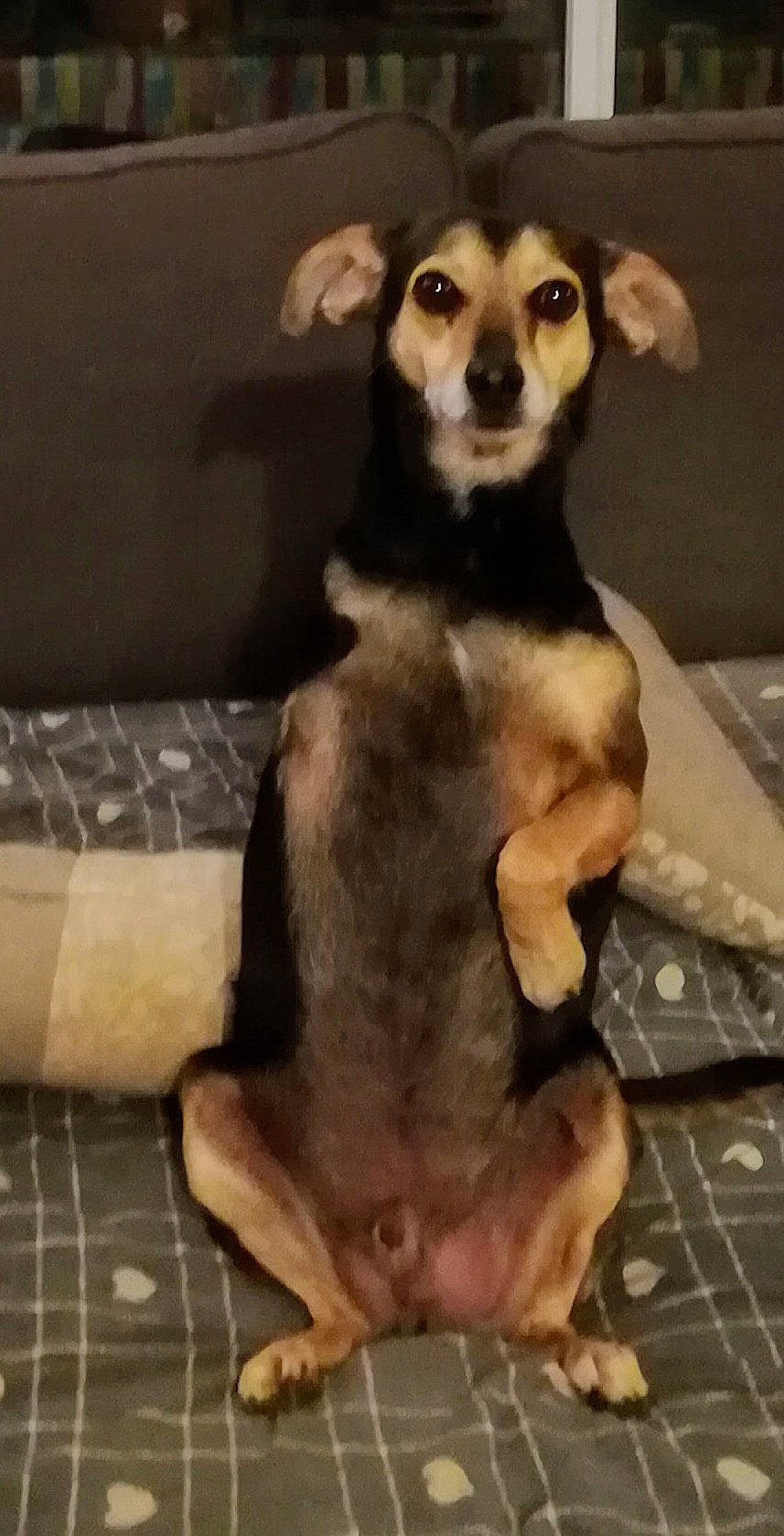 Ti Bones a rejoint le concours — aidez-le/la à gagner de superbes lots ! brown, canidae, carnivore, companion_dog, dog, dog_breed, dog_supply, fawn, fur, liver, paw, pet_supply, puppy, skin, snout, sporting_group, terrestrial_animal, vertebrate, whiskers, working_animal