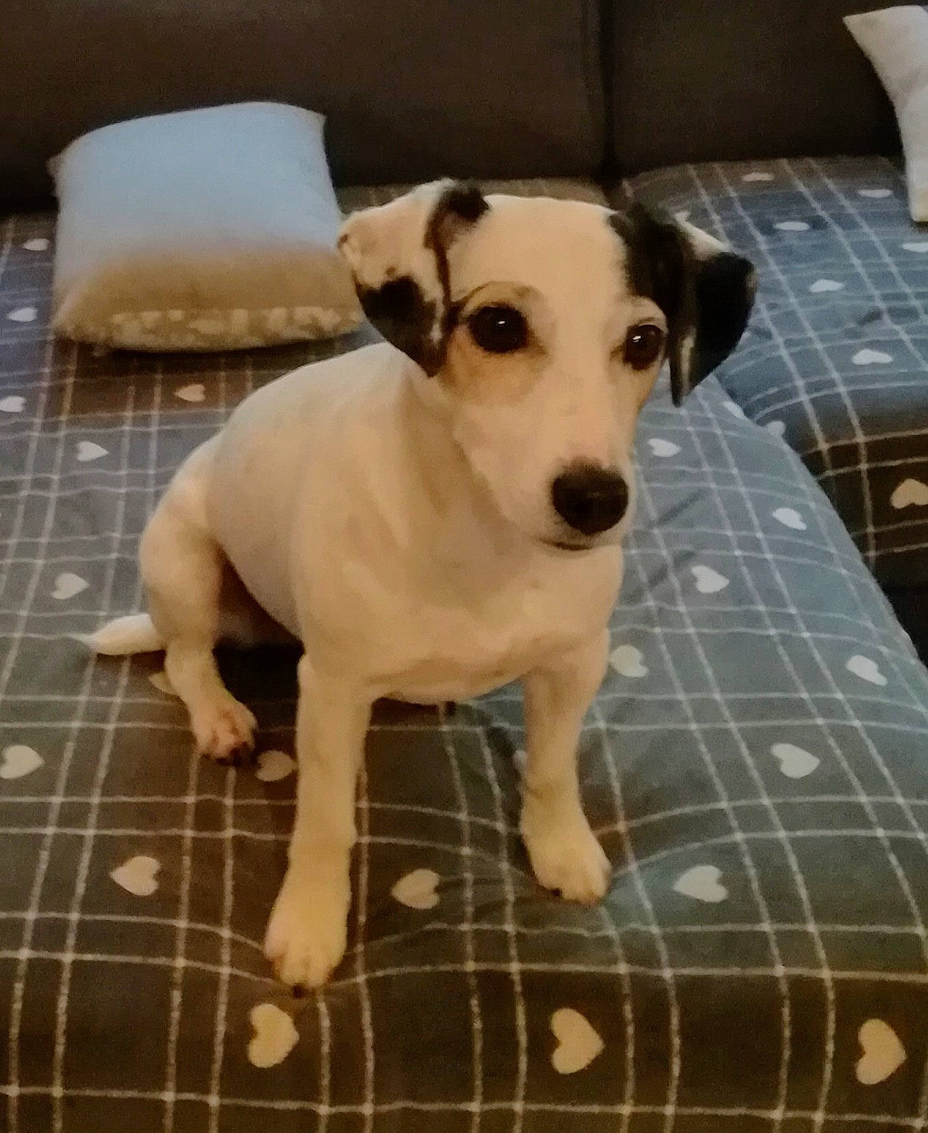 Idylle participe au concours pour gagner de l'argent avec cette photo : beige, canidae, carnivore, companion_dog, cushion, dog, dog_breed, dog_supply, fawn, home_accessories, linens, pattern, pet_supply, pillow, plaid, snout, sporting_group, tartan, throw_pillow, working_animal