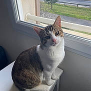 César participe au concours pour gagner de l'argent avec cette photo : cat, tabby, white, pet, animal, indoor, window, stool, curious, feline, looking, sitting, domestic, fur, ears, whiskers, light, shadow, background, relaxing