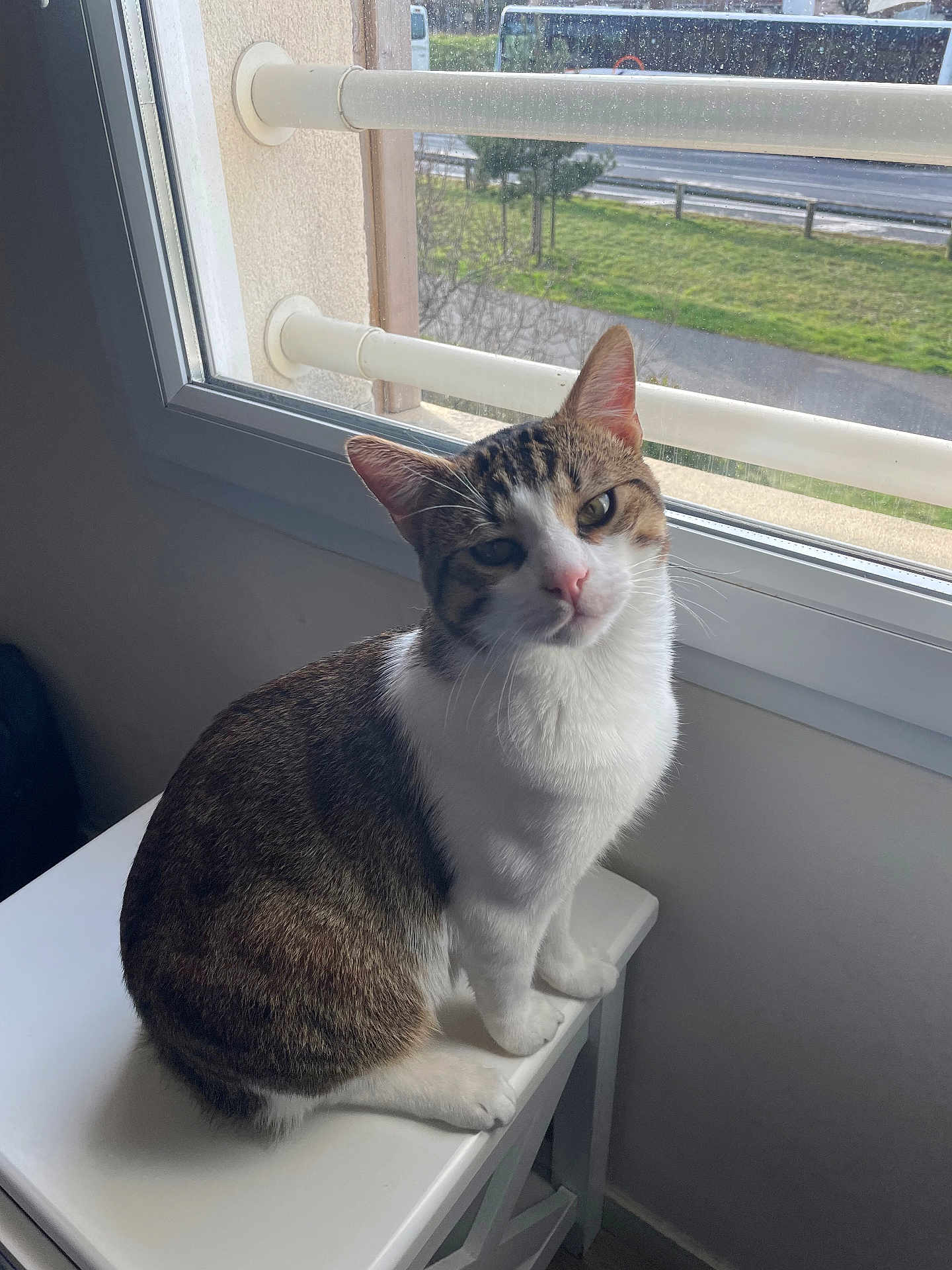 César participe au concours pour gagner de l'argent avec cette photo : cat, tabby, white, pet, animal, indoor, window, stool, curious, feline, looking, sitting, domestic, fur, ears, whiskers, light, shadow, background, relaxing