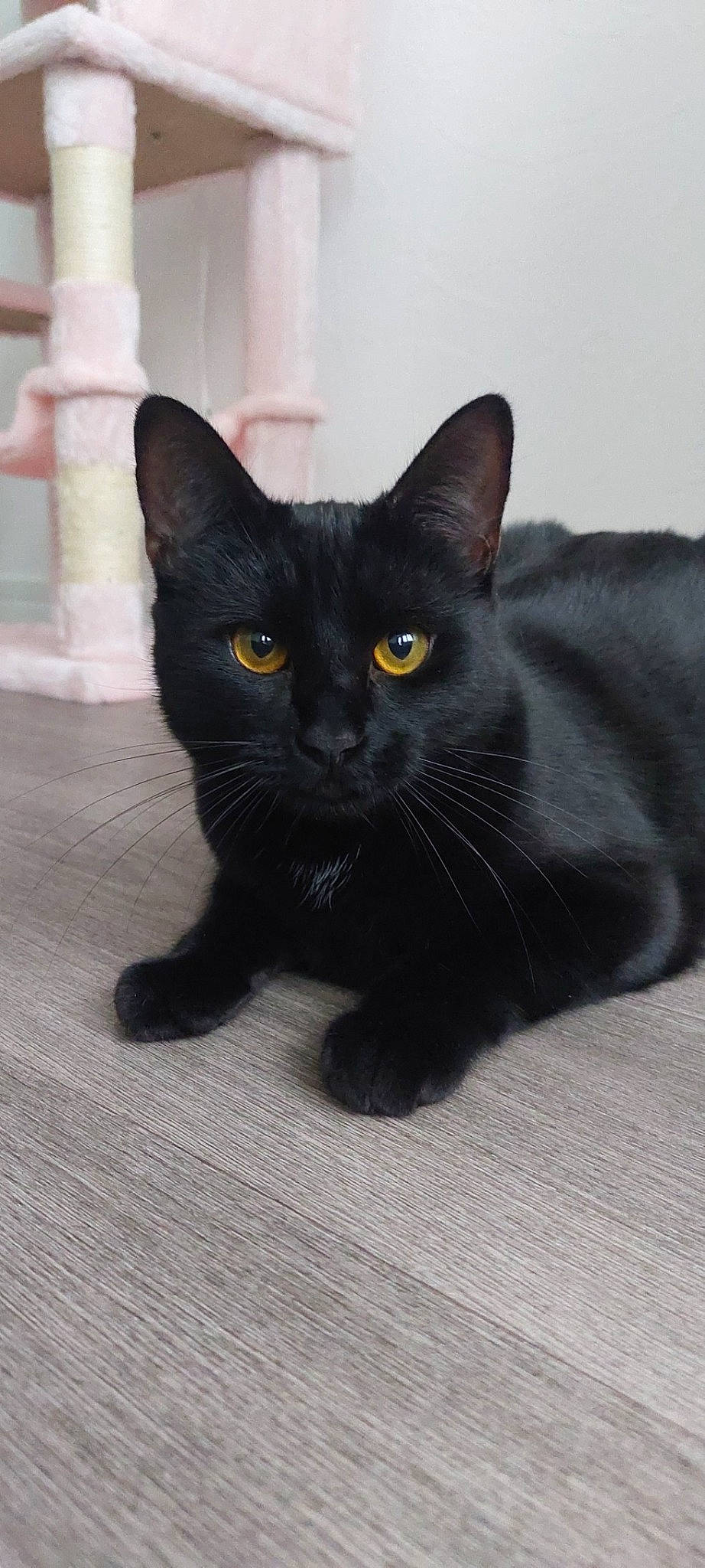 Calypso participe au concours pour gagner de l'argent avec cette photo : black_cat, bombay, carnivore, cat, domestic_short_haired_cat, felidae, fur, grey, havana_brown, small_to_medium_sized_cats, snout, tail, terrestrial_animal, whiskers