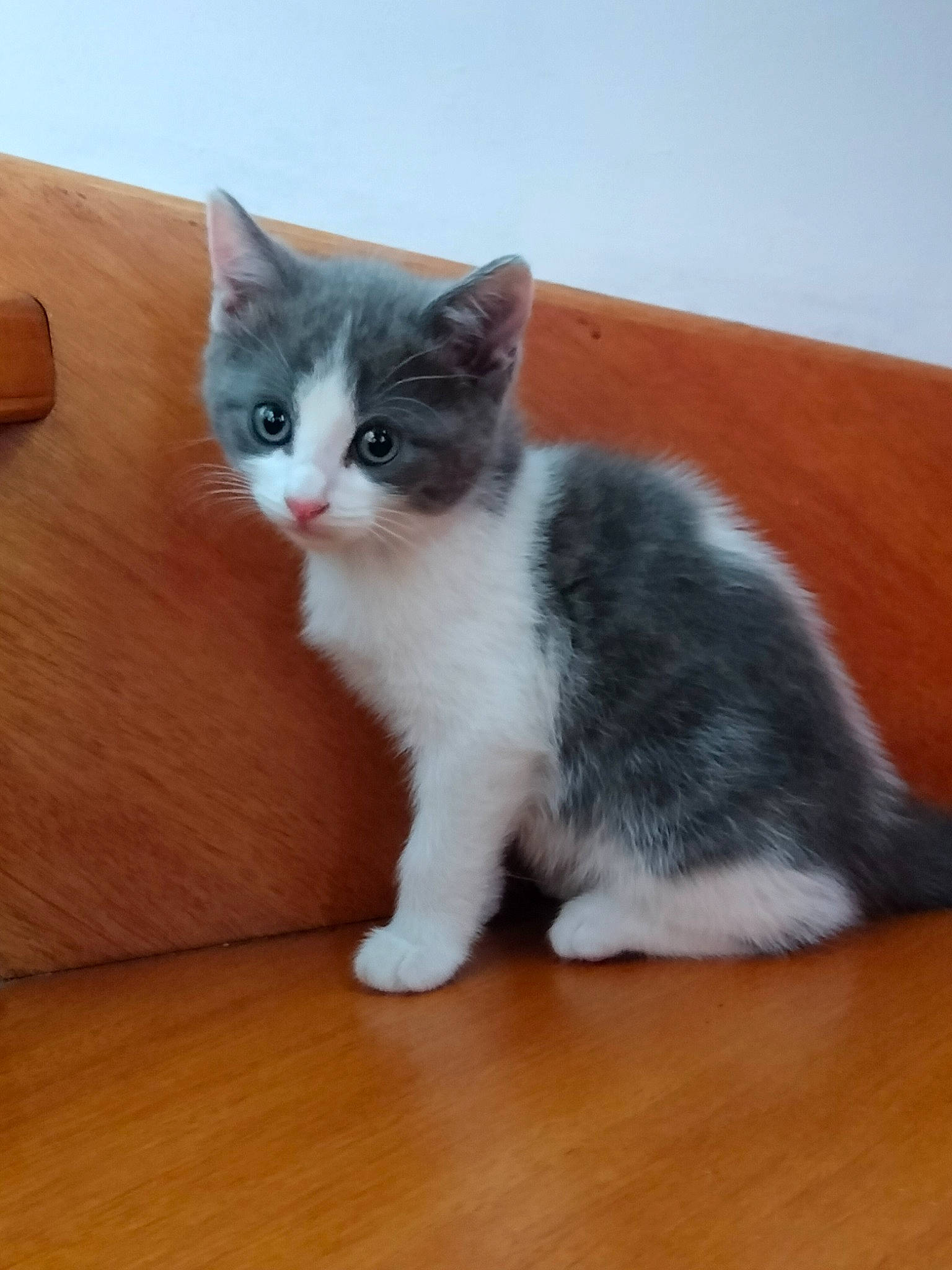 Saphira a rejoint le concours — aidez-le/la à gagner de superbes lots ! carnivore, cat, domestic_short_haired_cat, eye, fawn, felidae, flooring, foot, fur, grey, hardwood, laminate_flooring, paw, small_to_medium_sized_cats, tail, varnish, whiskers, wood, wood_flooring, wood_stain