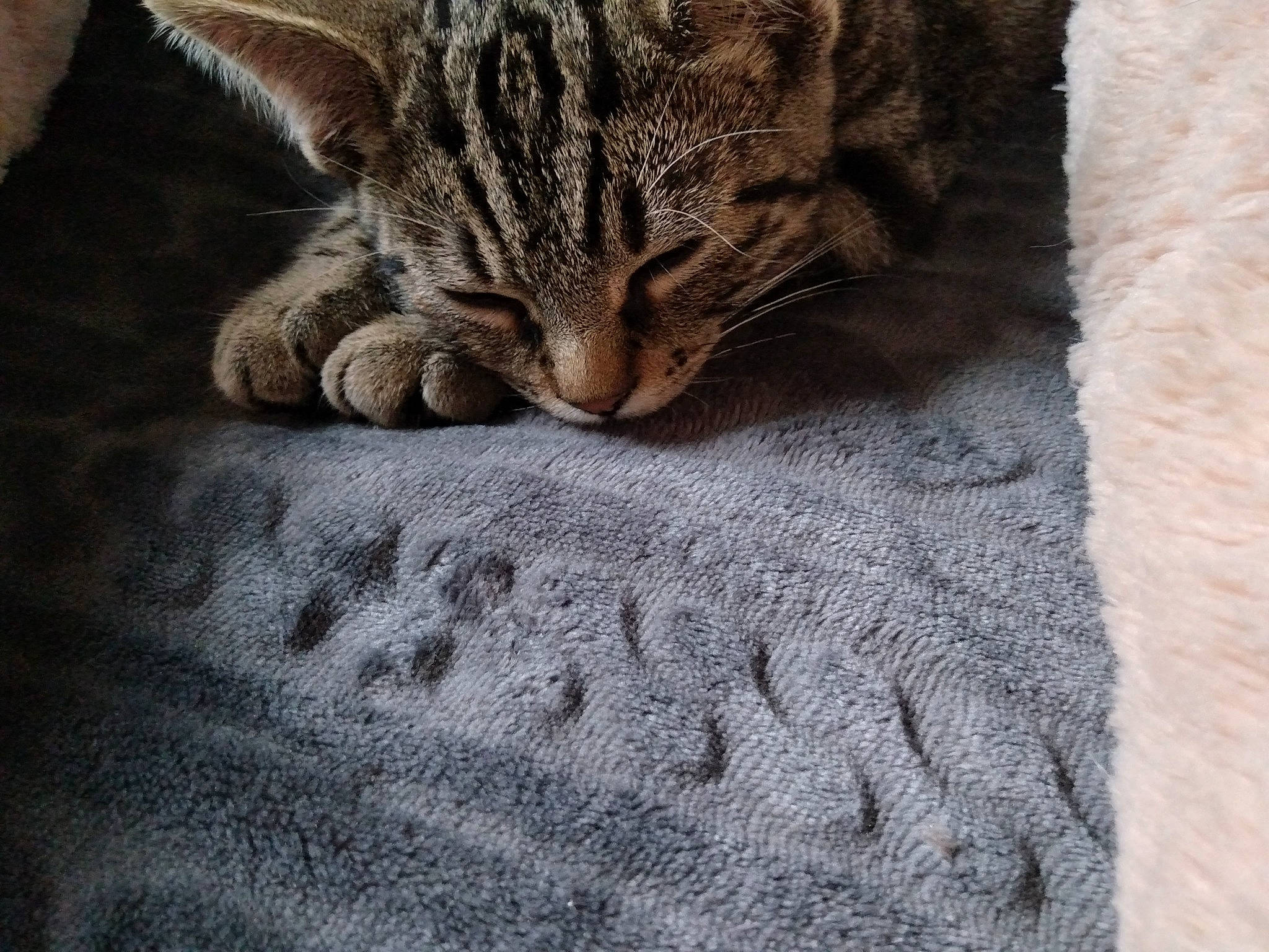 Mercedes a rejoint le concours — aidez-le/la à gagner de superbes lots ! carnivore, cat, claw, comfort, domestic_short_haired_cat, felidae, fur, grey, linens, pattern, paw, road_surface, small_to_medium_sized_cats, snout, tail, textile, tree, whiskers, window, wood