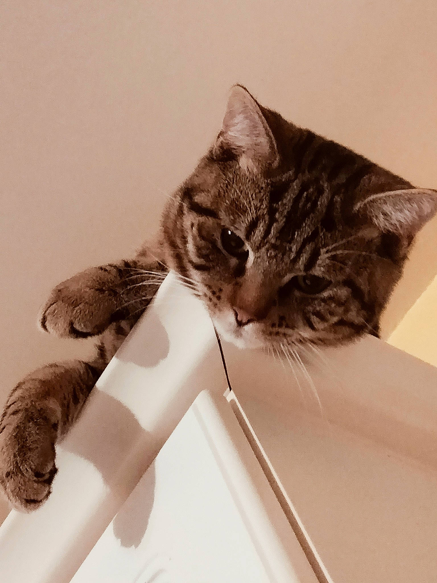 Mercedes a rejoint le concours — aidez-le/la à gagner de superbes lots ! carnivore, cat, comfort, domestic_short_haired_cat, door, ear, felidae, flowerpot, fur, gesture, mammal, monochrome_photography, paw, plant, small_to_medium_sized_cats, snout, tail, vertebrate, whiskers, window