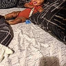 baby, infant, child, smiling, tongue_out, portrait, lying_down, bed, bedding, pillows, blanket, onesie, striped_clothing, pacifier, indoor, bedroom, happy, face, dark_skinned, cozy