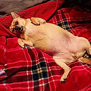 Spunks joined the competition — help win amazing prizes! dog, pet, lying_down, blanket, red, plaid, cozy, indoor, cute, relaxed, fur, small_dog, canine, tongue_out, paw, bed, comfort, resting, animal, companion