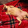 dog, pet, lying_down, blanket, red, plaid, cozy, indoor, cute, relaxed, fur, small_dog, canine, tongue_out, paw, bed, comfort, resting, animal, companion