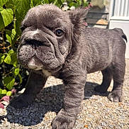 Dante joined the competition — help win amazing prizes! adorable, animal, background, canine, closeup, cute, daylight, dog, fur, gravel, leaf, nature, outdoor, pet, portrait, puppy, small, sunlight, wrinkles, young