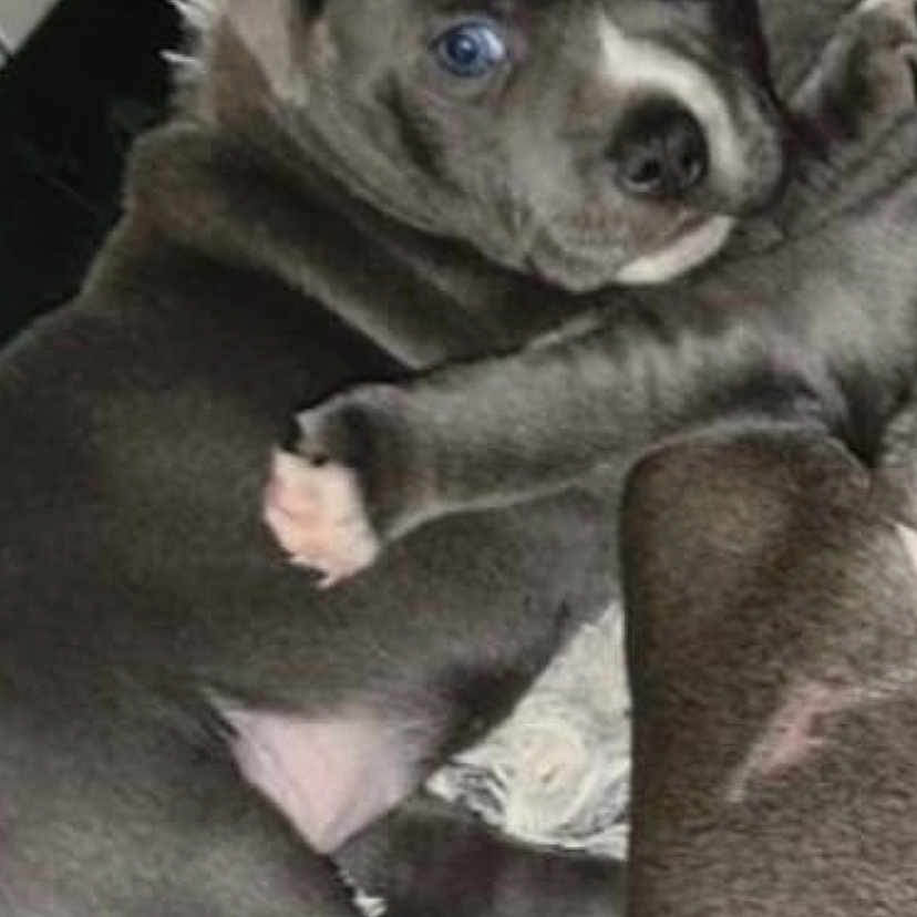 Blu