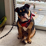Billie Jean joined the competition — help win amazing prizes! animal, bandana, bulldog, cute, dog, ears, expression, face, floor, glass_door, head_tilt, indoor, leash, paw, pet, red_bandana, rug, sitting, tile_floor, window