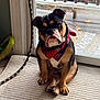 animal, bandana, bulldog, cute, dog, ears, expression, face, floor, glass_door, head_tilt, indoor, leash, paw, pet, red_bandana, rug, sitting, tile_floor, window