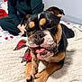 Billie Jean is registered to the contest to win money with this photo: animal, bed, blanket, blurred_background, bulldog, cozy, cute, dog, face, fur, indoor, nails, paws, person, pet, plaid_bow, resting, rope_toy, tongue_out, toy