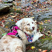 Tizzy joined the competition — help win amazing prizes! dog, outdoor, rock, moss, autumn_leaves, hiking, harness, bandana, blue_eyes, fur, nature, fall, relaxing, pet, canine, scenic, colorful, resting, playful, animal