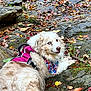 dog, outdoor, rock, moss, autumn_leaves, hiking, harness, bandana, blue_eyes, fur, nature, fall, relaxing, pet, canine, scenic, colorful, resting, playful, animal