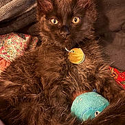 Apollo Creed joined the competition — help win amazing prizes! kitten, black_cat, plush_toy, colorful_blanket, quilt, fur, pet_collar, gold_tag, indoor, closeup, cute, relaxed, animal, whiskers, ears, eyes, toy, soft, cozy, resting