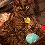 kitten, black_cat, plush_toy, colorful_blanket, quilt, fur, pet_collar, gold_tag, indoor, closeup, cute, relaxed, animal, whiskers, ears, eyes, toy, soft, cozy, resting