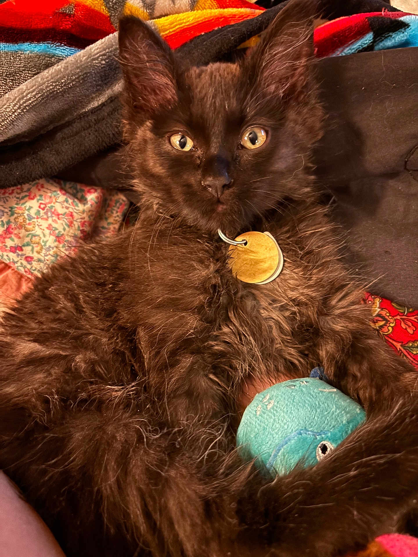 Apollo Creed joined the competition — help win amazing prizes! kitten, black_cat, plush_toy, colorful_blanket, quilt, fur, pet_collar, gold_tag, indoor, closeup, cute, relaxed, animal, whiskers, ears, eyes, toy, soft, cozy, resting