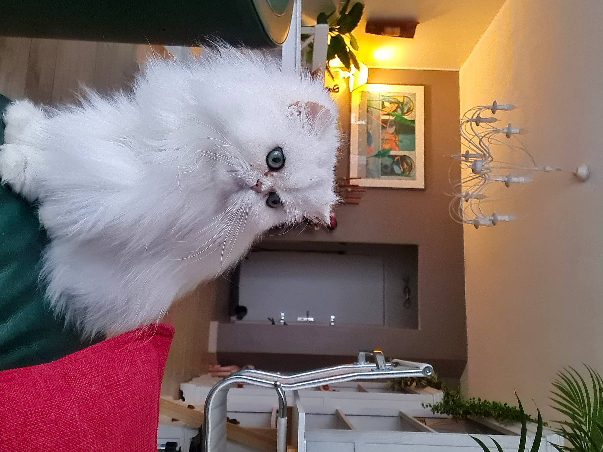 Evelone a rejoint le concours — aidez-le/la à gagner de superbes lots ! bookcase, cabinetry, ceiling, companion_dog, couch, event, feather, fur, hardwood, houseplant, picture_frame, plant, room, shelf, shelving, table, tail, whiskers, wing, wood