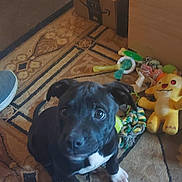 Ohana joined the competition — help win amazing prizes! animal, black_dog, cardboard_box, carpet, curious, cute, dog, domestic, floor, home, human_hand, indoor, looking_up, pet, playing, puppy, small_dog, stuffed_animal, toys, white_paws