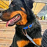 black_and_tan, blue_collar, canine, close_up, dog, floppy_ears, fur, happy, large_dog, leash, open_mouth, outdoor, pet, portrait, rottweiler, smiling, string_lights, teeth, tongue, wooden_porch