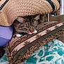 blanket, cat, couch, cozy, curious, decorative, domestic_animal, ear, fur, furniture, hat, home, indoor, pattern, pet, pillow, relaxed, resting, tabby_cat, whiskers