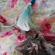 Baby Star is registered to the contest to win money with this photo: animal, bed, cat, closeup, colorful, curious, cute, domestic, feather, floral_pattern, fur, indoor, kitten, paw, pet, playful, quilt, toy, whiskers, young