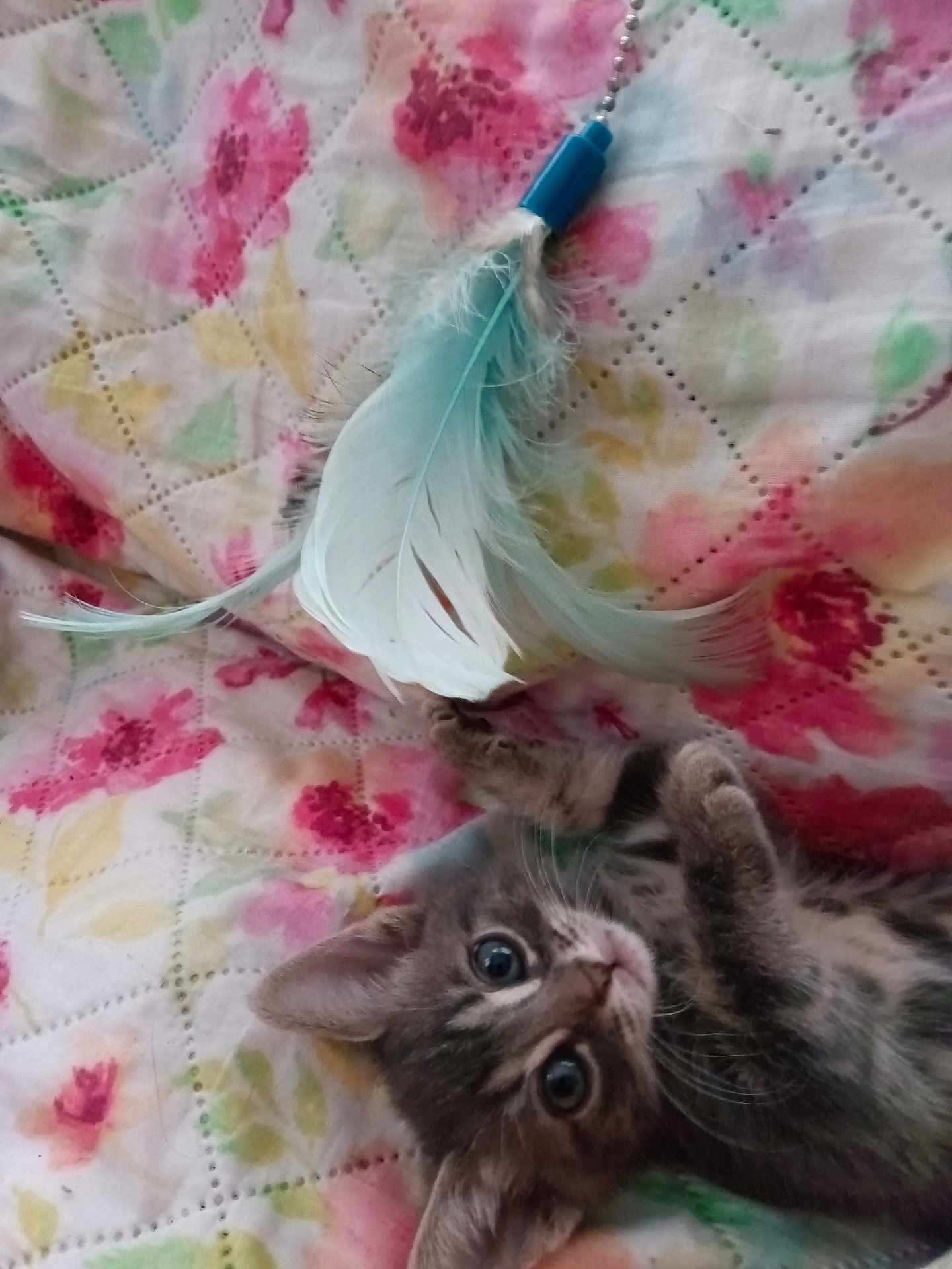 Baby Star is registered to the contest to win money with this photo: animal, bed, cat, closeup, colorful, curious, cute, domestic, feather, floral_pattern, fur, indoor, kitten, paw, pet, playful, quilt, toy, whiskers, young