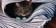 Baby Star joined the competition — help win amazing prizes! animal, blanket, brown, cat, colorful, comfort, cozy, cute, domestic, feline, fur, green, indoor, pet, purple, resting, striped_blanket, tabby_cat, tunnel, wooden_floor