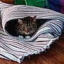 Baby Star joined the competition — help win amazing prizes! animal, blanket, brown, cat, colorful, comfort, cozy, cute, domestic, feline, fur, green, indoor, pet, purple, resting, striped_blanket, tabby_cat, tunnel, wooden_floor