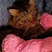 Baby Boy joined the competition — help win amazing prizes! animal, blanket, blue, cat, closeup, cozy, curious, cute, domestic, feline, fur, indoor, pet, pink, resting, sleepy, soft, tabby, texture, whiskers