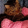 animal, blanket, blue, cat, closeup, cozy, curious, cute, domestic, feline, fur, indoor, pet, pink, resting, sleepy, soft, tabby, texture, whiskers