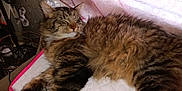 Baby Boy is registered to the contest to win money with this photo: brown_fur, cat, cozy, domestic_animal, fluffy, furniture, home_decor, indoor, lace_curtains, natural_light, paws, pet, quilted_cushion, relaxation, resting, sleeping, soft_texture, striped_fur, tabby, whiskers