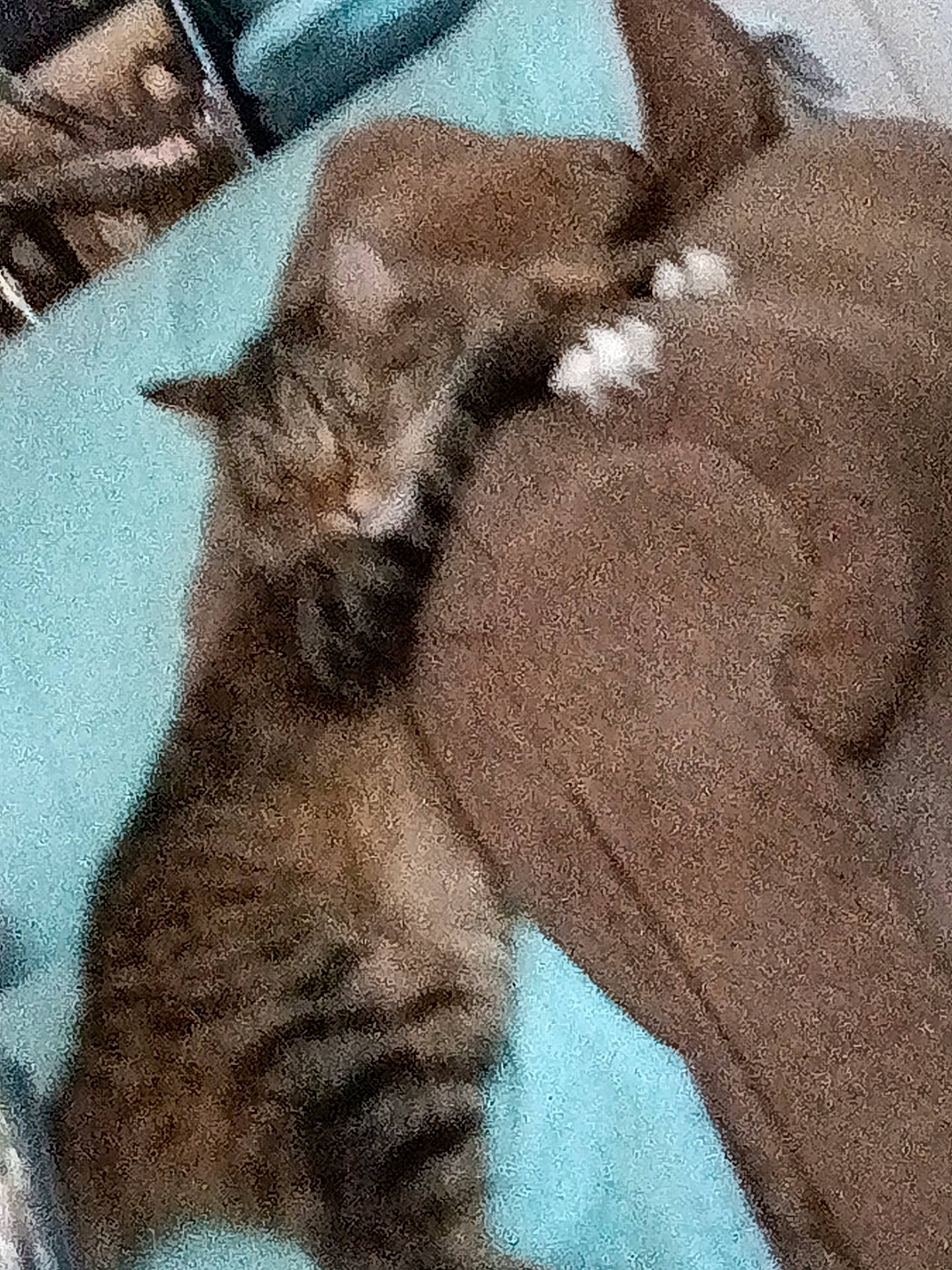 Babyboy joined the competition — help win amazing prizes! animal, bed, blue, blurred, brown, cat, closeup, cozy, feline, furry, grainy, indoor, noisy, paw, pet, plush_toy, resting, sleeping, soft, tabby_cat