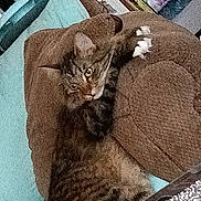 Babyboy joined the competition — help win amazing prizes! animal, blanket, cat, comfort, cozy, curious, cushion, domestic_cat, feline, fur, home, indoor, looking_up, paws, pet, relaxed, resting, soft_texture, tabby_cat, whiskers
