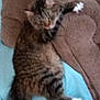 Babyboy is registered to the contest to win money with this photo: animal, blue, blurred, brown, cat, cozy, cute, domestic, feline, fur, grainy, indoor, pet, relaxed, resting, sleeping, soft_surface, tabby, tail, white_paws