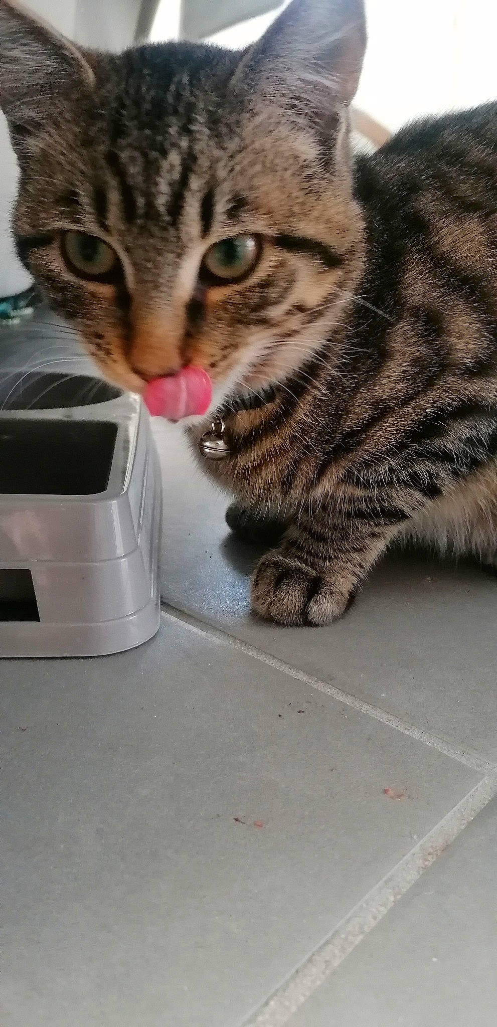 Booba participe au concours pour gagner de l'argent avec cette photo : carnivore, cat, domestic_short_haired_cat, felidae, fur, gadget, home_appliance, input_device, kitchen_appliance, mammal, office_equipment, office_supplies, output_device, paw, scale, small_to_medium_sized_cats, snout, tail, terrestrial_animal, whiskers