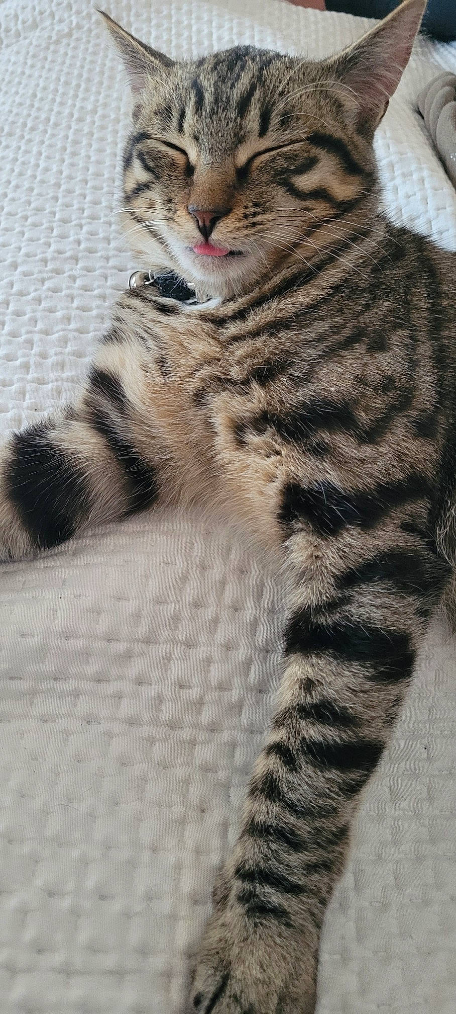 Booba a rejoint le concours — aidez-le/la à gagner de superbes lots ! carnivore, cat, domestic_short_haired_cat, felidae, fur, paw, small_to_medium_sized_cats, snout, terrestrial_animal, whiskers, wildlife