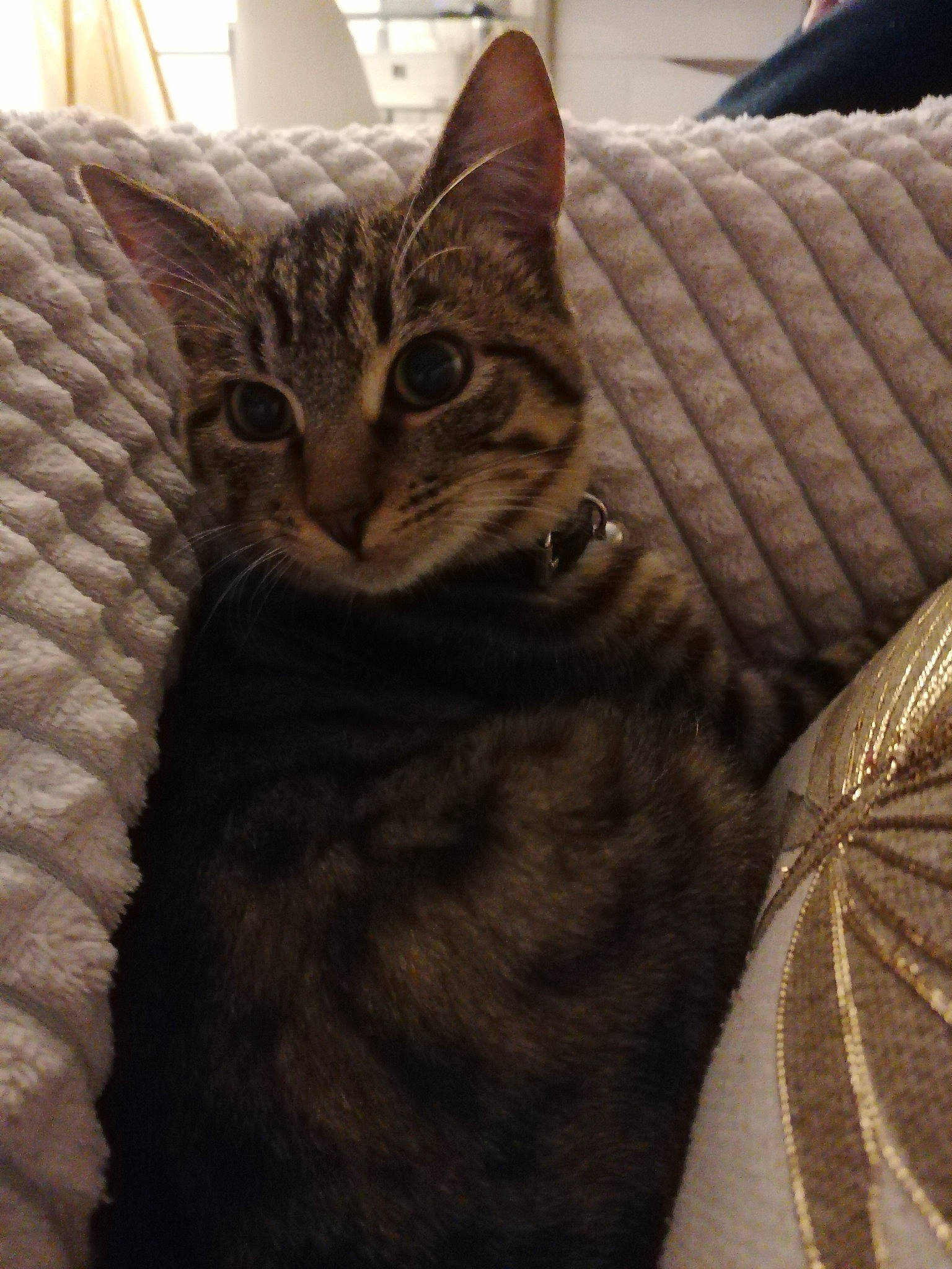 Booba participe au concours pour gagner de l'argent avec cette photo : carnivore, cat, cat_supply, claw, comfort, domestic_short_haired_cat, felidae, fur, paw, small_to_medium_sized_cats, snout, tail, terrestrial_animal, whiskers