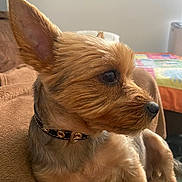 Minnie participe au concours pour gagner de l'argent avec cette photo : dog, small_dog, pet, collar, brown_fur, perky_ears, indoor, blanket, quilt, lamp, side_view, animal, cute, fur, relaxed, canine, companion, domestic_animal, portrait, cozy