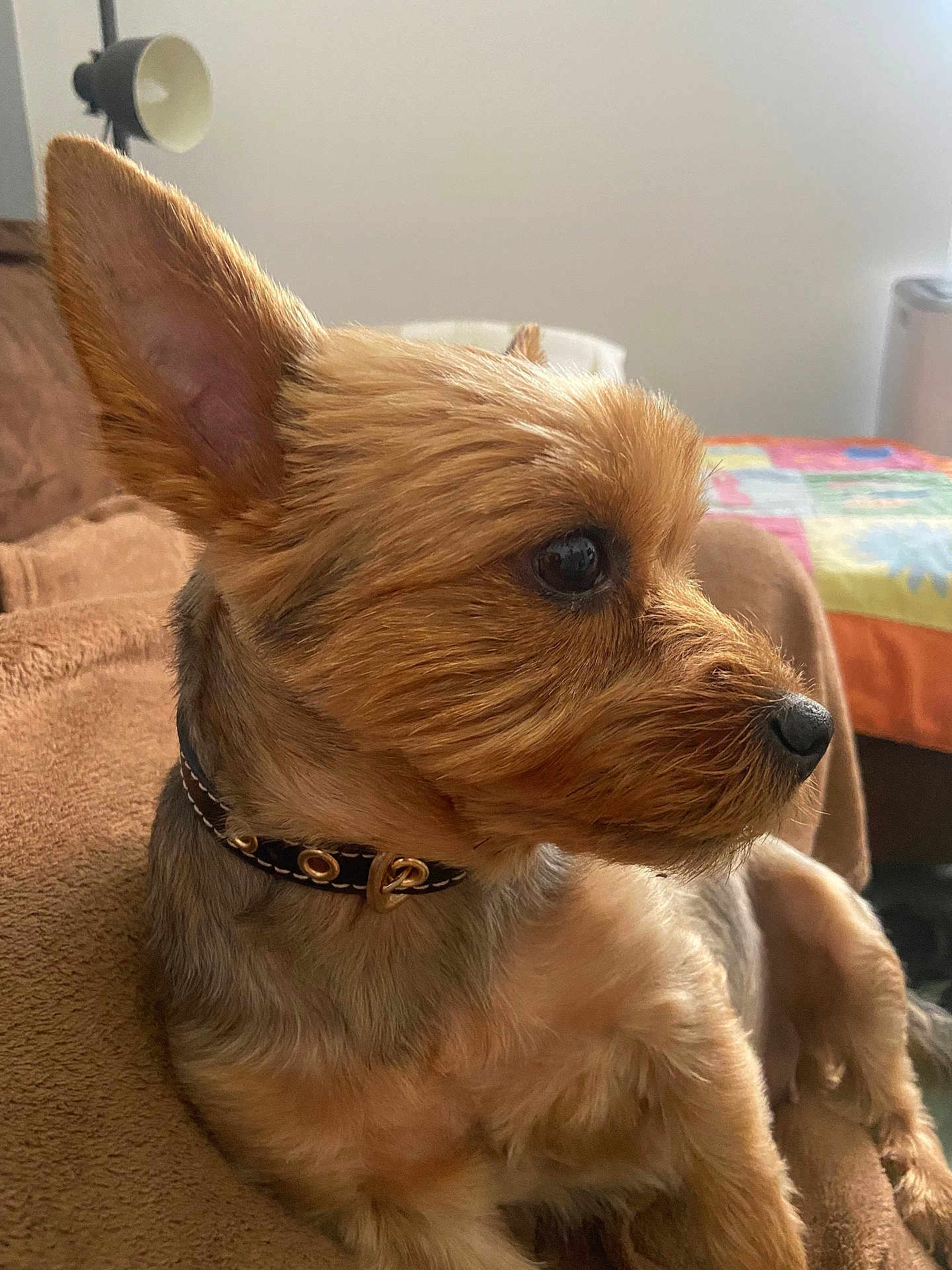 Minnie participe au concours pour gagner de l'argent avec cette photo : dog, small_dog, pet, collar, brown_fur, perky_ears, indoor, blanket, quilt, lamp, side_view, animal, cute, fur, relaxed, canine, companion, domestic_animal, portrait, cozy