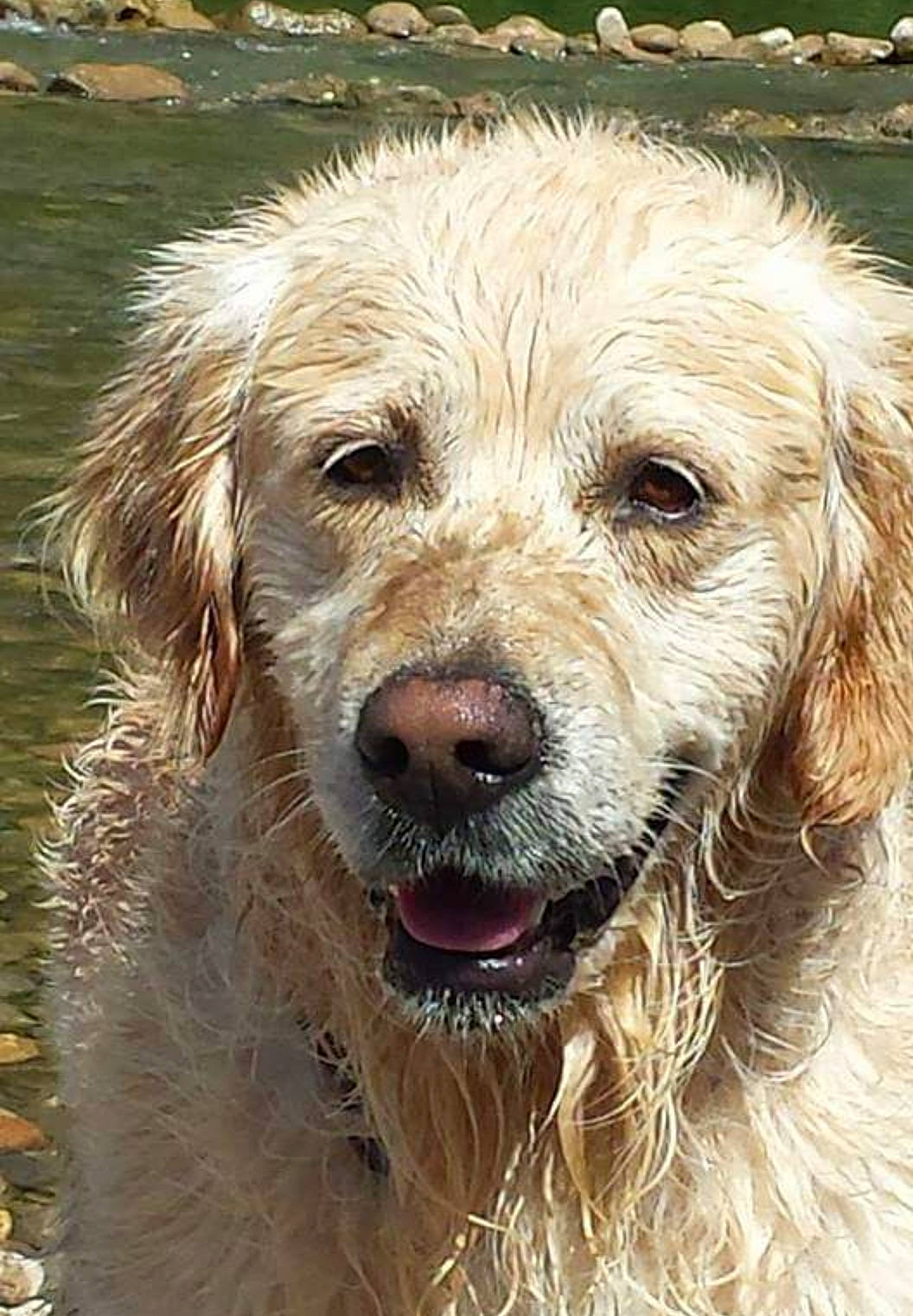 Galopin participe au concours pour gagner de l'argent avec cette photo : canidae, carnivore, circle, companion_dog, dog, dog_breed, event, fur, grass, gun_dog, hunting_dog, liver, plant, snout, sporting_group, terrestrial_animal, water, whiskers, working_animal