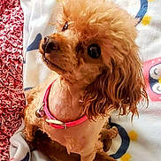 Precious is registered to the contest to win money with this photo: dog, small_dog, curly_fur, pink_collar, pet, indoor, blanket, cute, animal, fur, looking_up, brown_dog, companion, domestic_animal, friendly, sitting, close_up, adorable, curious, cozy